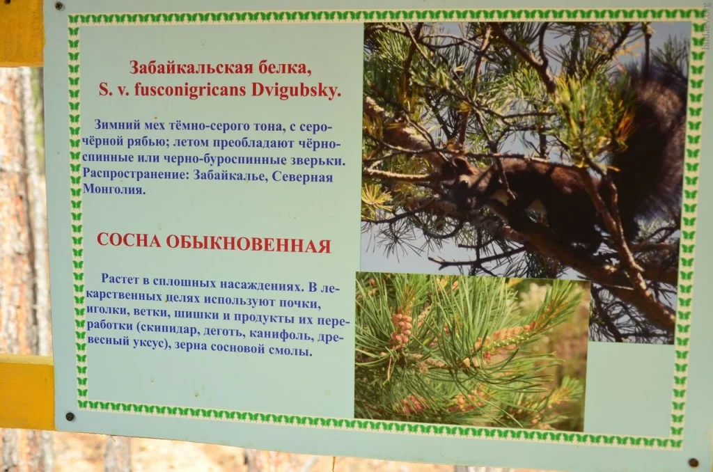 Забайкальская белка и сосна обыкновенная
