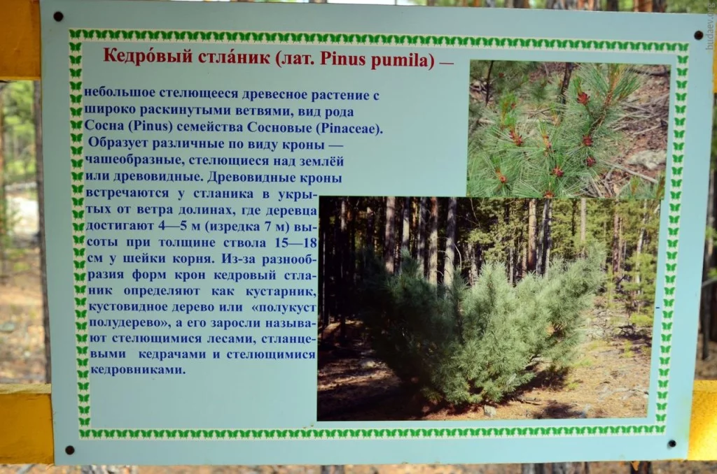 Кедровый стланик
