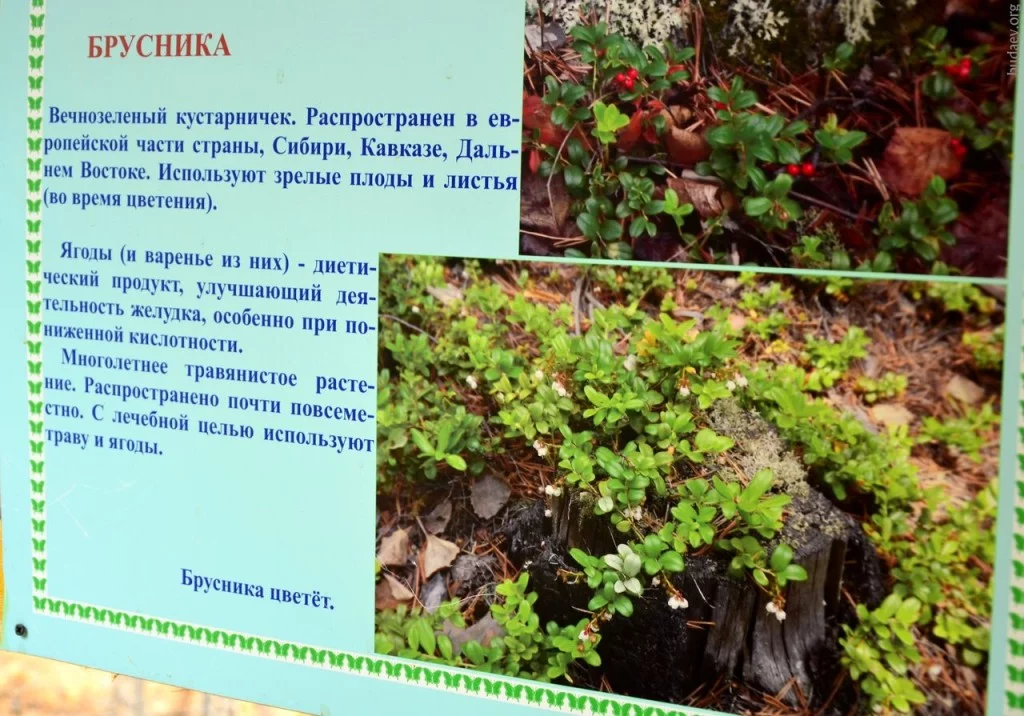Брусника
