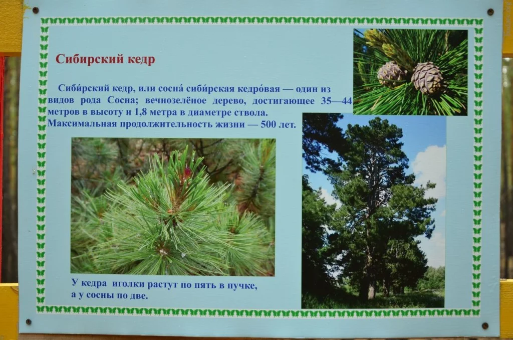 Сибирский кедр