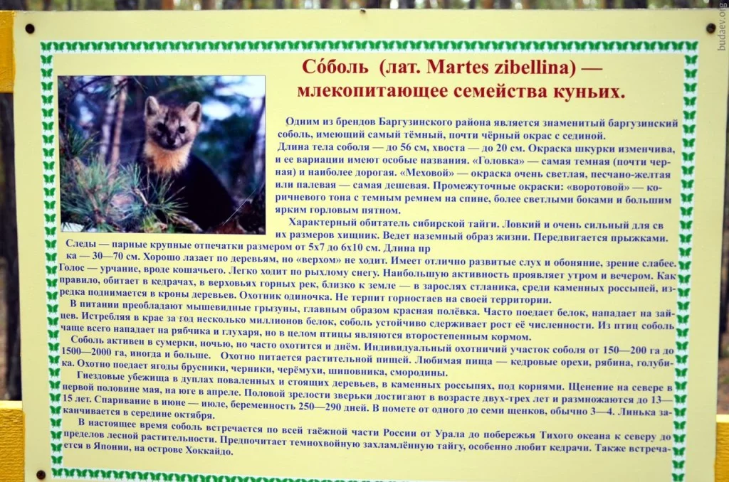 Соболь